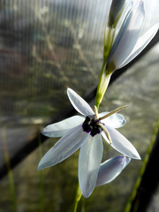 Ixia viridiflora
