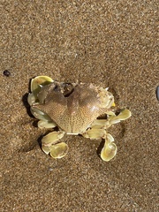 Matuta victor