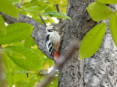 Dendrocopos leucotos