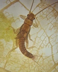 Zelandobius