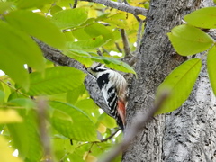 Dendrocopos leucotos