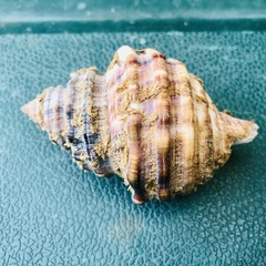 Monoplex parthenopeus