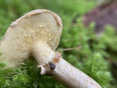 Suillus acidus