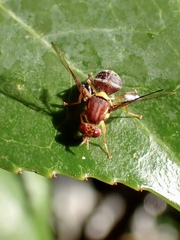 Bactrocera tryoni