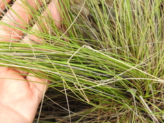 Aristida warburgii