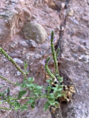 Verbena lasiostachys