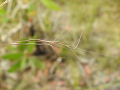 Aristida warburgii
