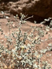 Brickellia nevinii