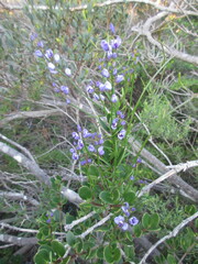 Comesperma