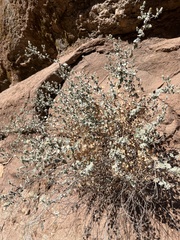 Brickellia nevinii