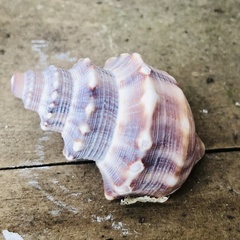 Struthiolaria papulosa