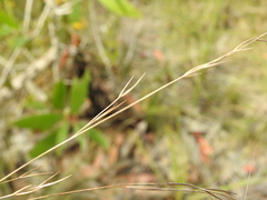 Aristida warburgii