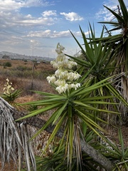 Yucca gigantea