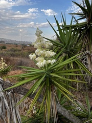 Yucca gigantea