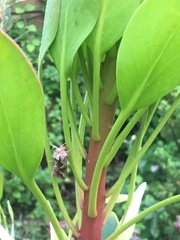 Cornutiplusia circumflexa