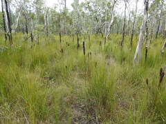 Xanthorrhoea fulva