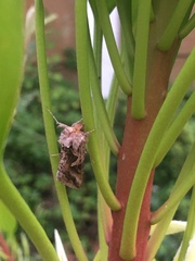 Cornutiplusia circumflexa