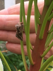 Cornutiplusia circumflexa