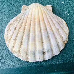 Pecten novaezelandiae