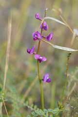 Swainsona microphylla