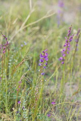 Swainsona microphylla