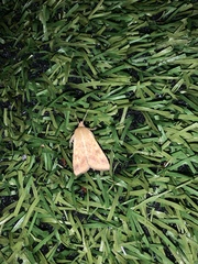 Helicoverpa armigera