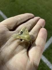 Helicoverpa armigera