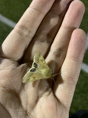 Helicoverpa armigera