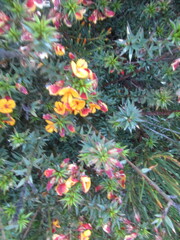 Pultenaea pedunculata