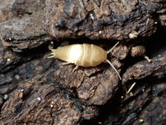 Atelurinae