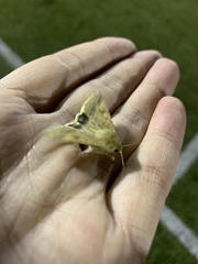 Helicoverpa armigera