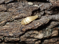 Atelurinae