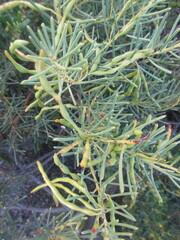 Acacia nematophylla