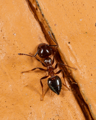 Crematogaster pilosa