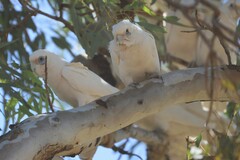 Cacatua sanguinea gymnopis