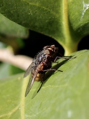 Calliphorinae