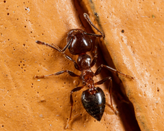 Crematogaster pilosa