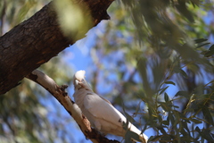 Cacatua sanguinea gymnopis