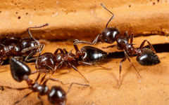 Crematogaster pilosa