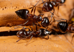 Crematogaster pilosa