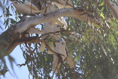 Cacatua sanguinea gymnopis
