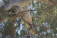 Cacatua sanguinea gymnopis