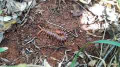 Scolopendra morsitans