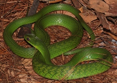 Drymobius chloroticus