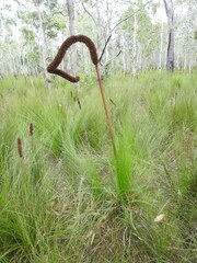 Xanthorrhoea johnsonii