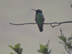 Colibri thalassinus