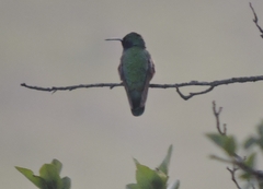 Colibri thalassinus