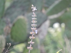 Salvia amarissima