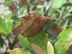 Neurothemis