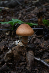 Cortinarius armillatus